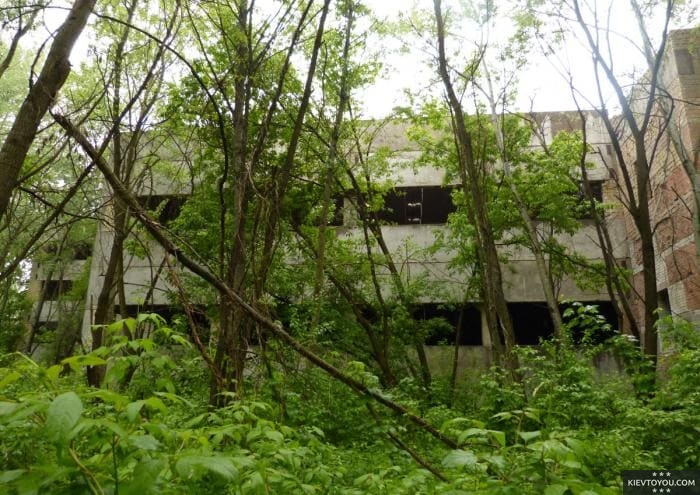 Корпуса со всех сторон заросли настоящим лесом